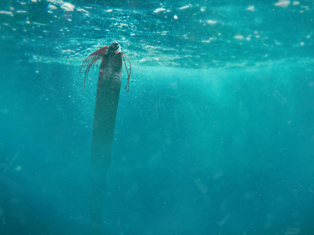 An underwater photo shows an intriguing image of a Giant Oarfish swimming vertically in clear blue water. This elegant and rarely observed species seems to hang effortlessly in its environment, making for a mesmerizing scene that highlights both its unique beauty and the wonder of the ocean depths.