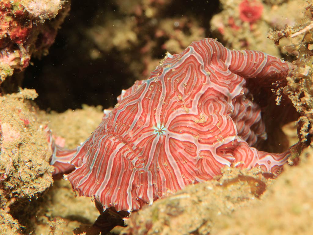A close-up of a Psychedelic Frogfish with a vibrant red and white wavy pattern on its body resting on the sandy ocean floor.