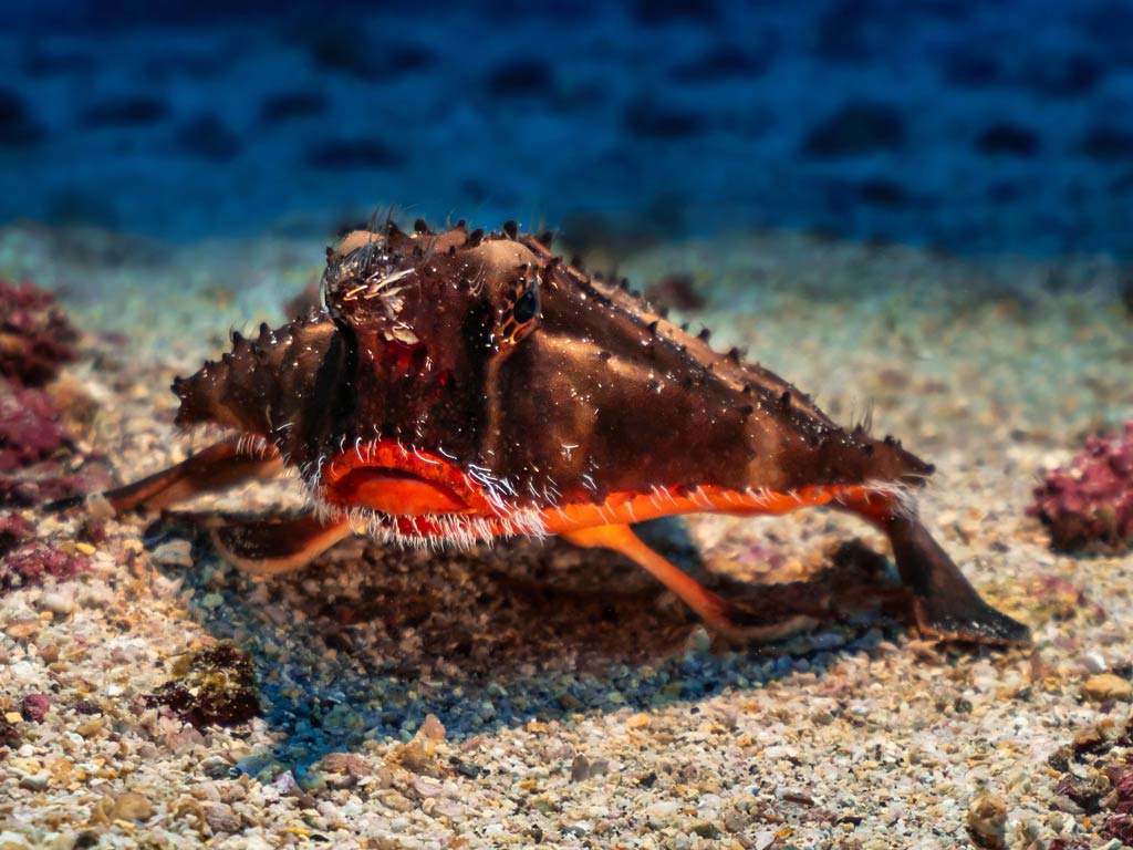 A seafloor view of a Batfish gliding on the ocean floor with its spiky body and distinctive red lips.