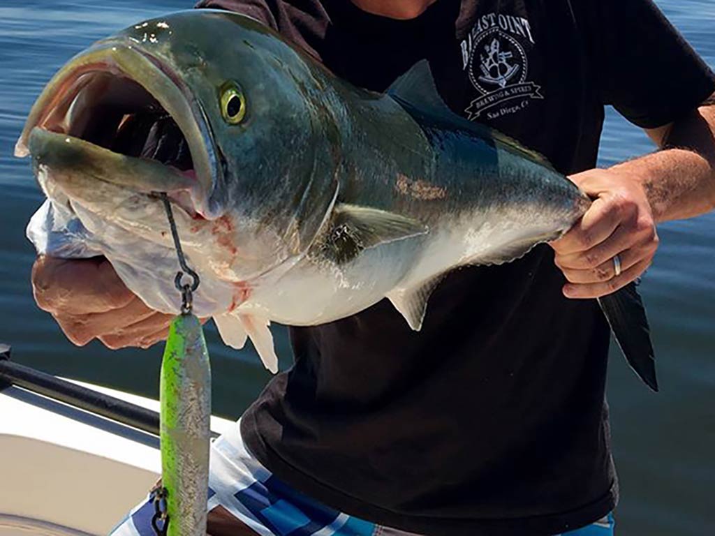 A closeup of a person holding a large Bluefish, and there’s a fishing lure clearly visible in the fish’s mouth.
