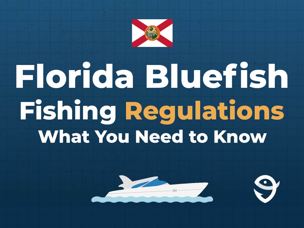 An infographic showing the flag of Florida along with text that says "Florida Bluefish Fishing Regulations, What You Need to Know" against a dark blue background and above the FishingBooker logo.