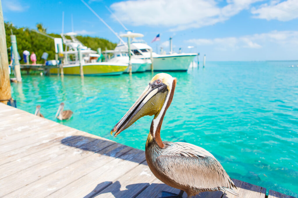 A Pelican's standing on a wooden dock near turquoise water, with boats and trees in the background under a clear blue sky.