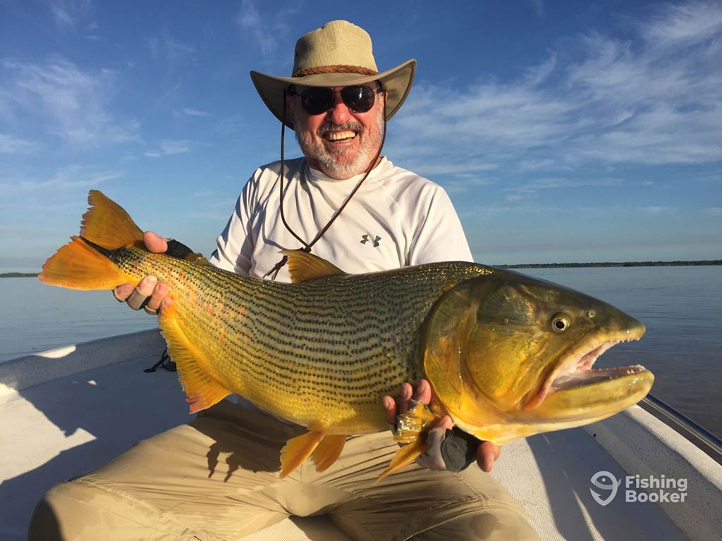 A man in a hat and sunglasses proudly holds a majestic Golden Dorado with shimmering scales on a boat beneath the vast blue sky.