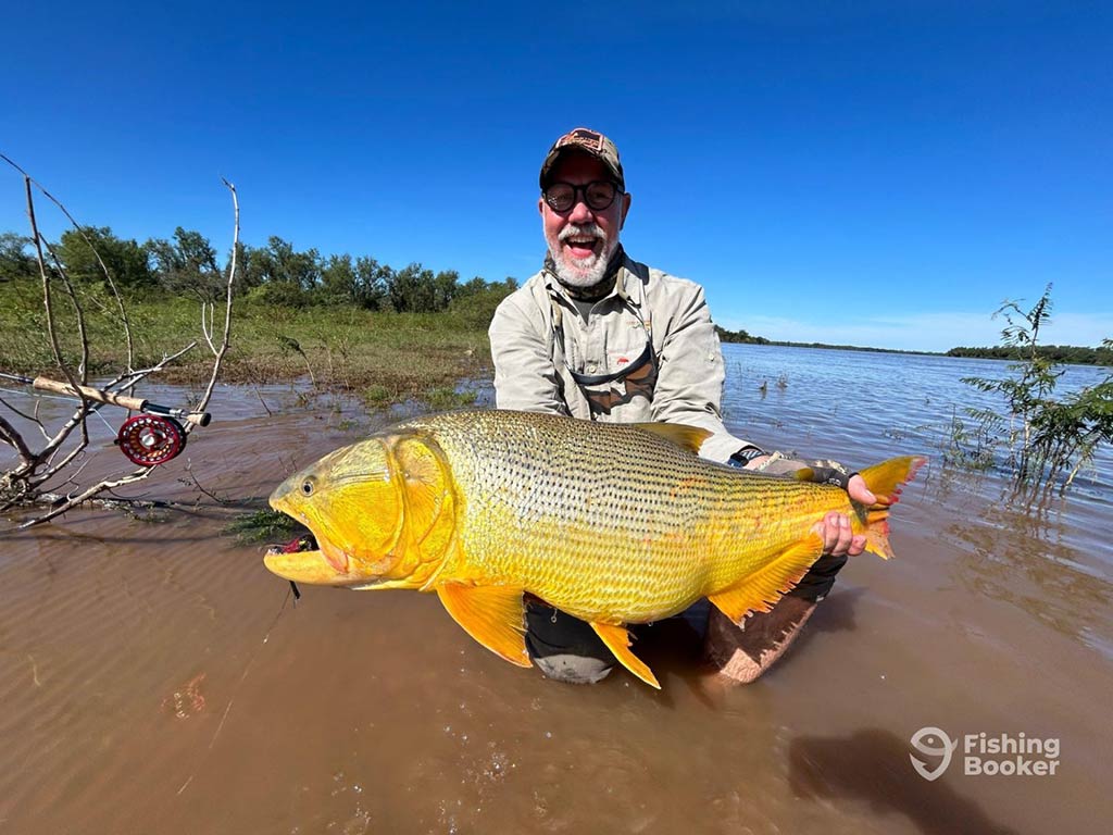 A person in fishing gear is proudly displaying a large Golden Dorado while standing in shallow water, with a backdrop of blue sky and lush trees.