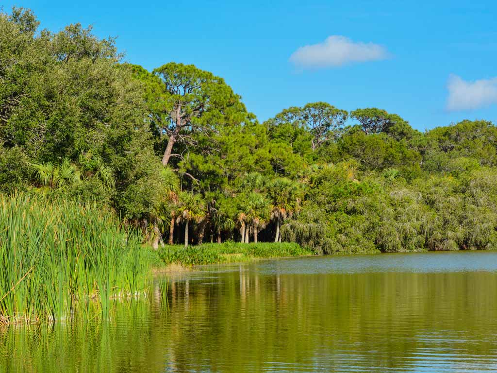 A view of Lake Seminole, bordered by lush greenery and tall trees under a clear blue sky. 