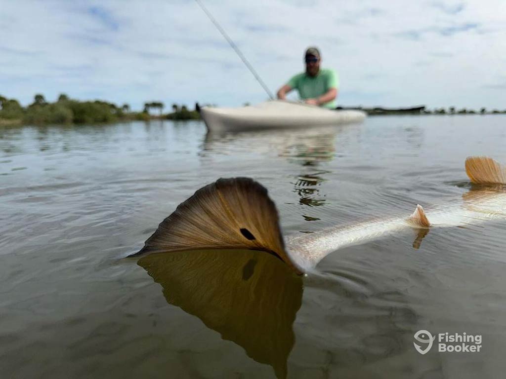A person in a kayak's reaching out to a fish in the water, with the fish's tail fin visible in the foreground.
