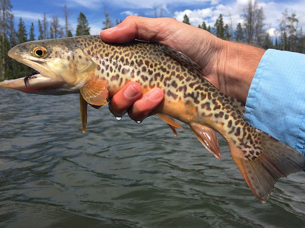 A closeup of a Tiger Trout being held above a river after being caught. Tiger Trout are a hybrid of Brook Trout and Brown Trout.