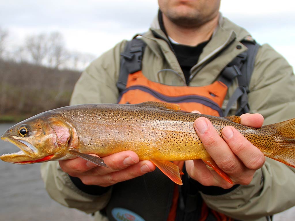 A closeup of a person proudly holding a Cutthroat Trout with speckled scales and a pointed mouth, while wearing waders.