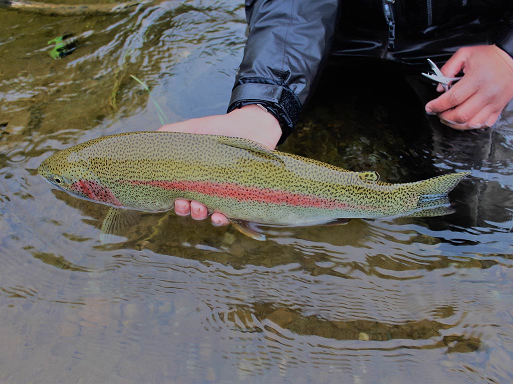 A closeup of a live Rainbow Trout being held over shallow water, with one hand supporting the fish and the other adjusting fishing gear.