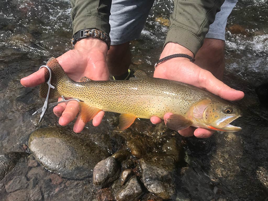 A closeup of a Cutthroat Trout above a rocky stream being held with two hands somewhere in Wyoming.