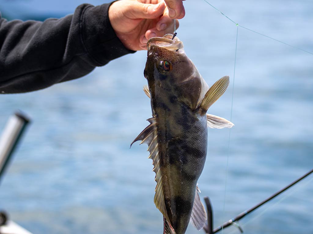 A person holding a saltwater Bass by its mouth, with the hook in view, over a shimmering body of water.