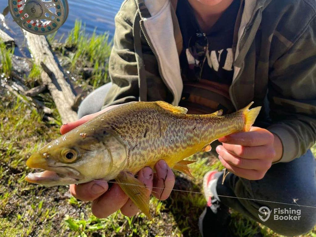 A closeup of a person holding a Brown Trout with distinct markings near a grassy spot by the water, highlighting Trout fishing in Utah. Gear's clearly visible in the background, showcasing an authentic outdoor experience.