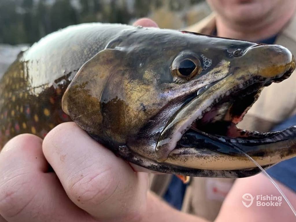 A close-up shows someone holding a Brook Trout with its mouth wide open, clearly displaying sharp teeth and shimmering scales.