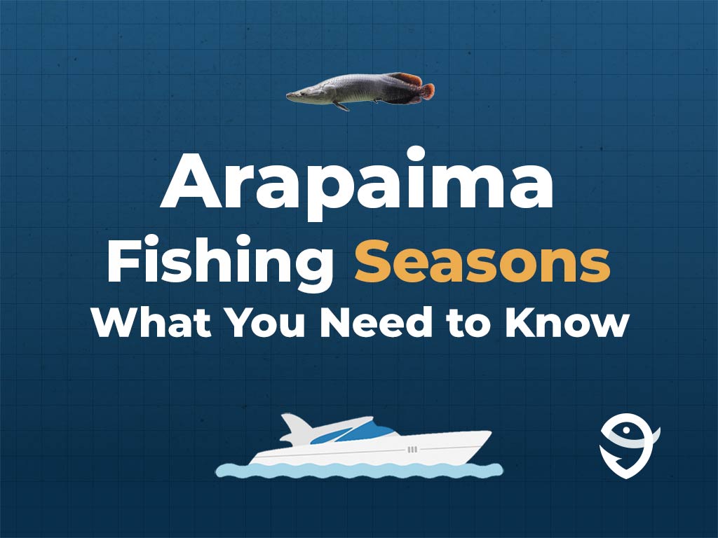 An infographic showing a vector of an Arapaima fish, along with text that says "Arapaima Fishing Seasons. What You Need to Know" against a dark blue background and above a vector of a boat and the FishingBooker logo.