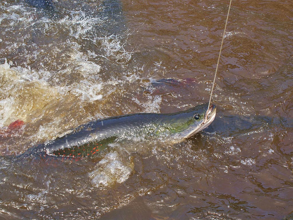 A large Arapaima with a greenish body and red spots is hooked on a fishing line, and it's splashing in muddy water.