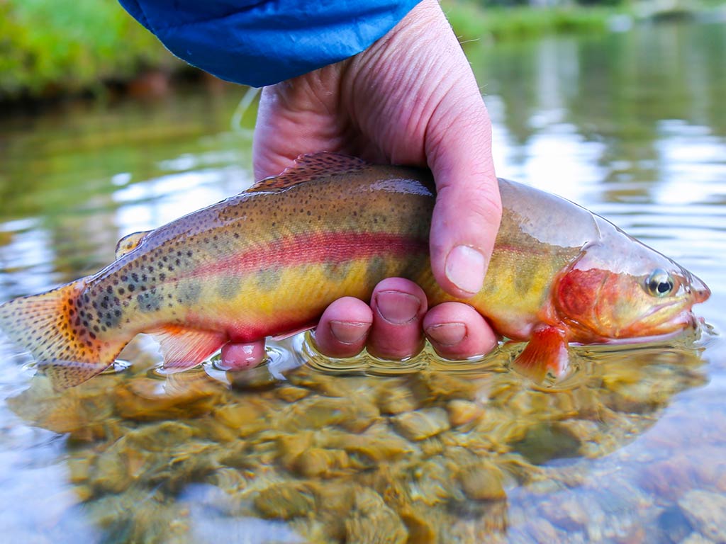 A closeup of a hand holding a colorful Golden Trout above a clear, shallow stream with a rocky bottom.
