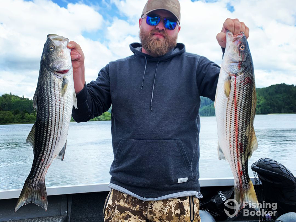 A man in a hoodie and sunglasses is holding two large Striped Bass on a boat, showcasing Bass Fishing in Oregon with water and trees in the background.