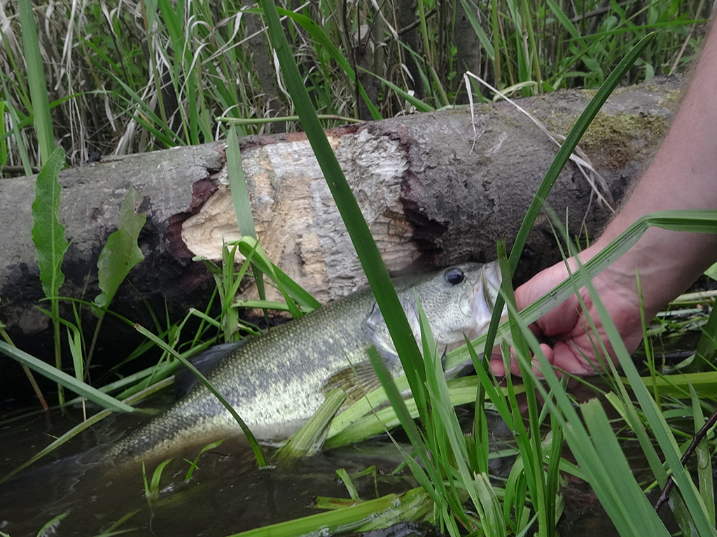 A closeup of a person holding a Bass in shallow water near a beaver-chewed log, surrounded by tall grass—an ideal scene for Bass Fishing in Oregon.