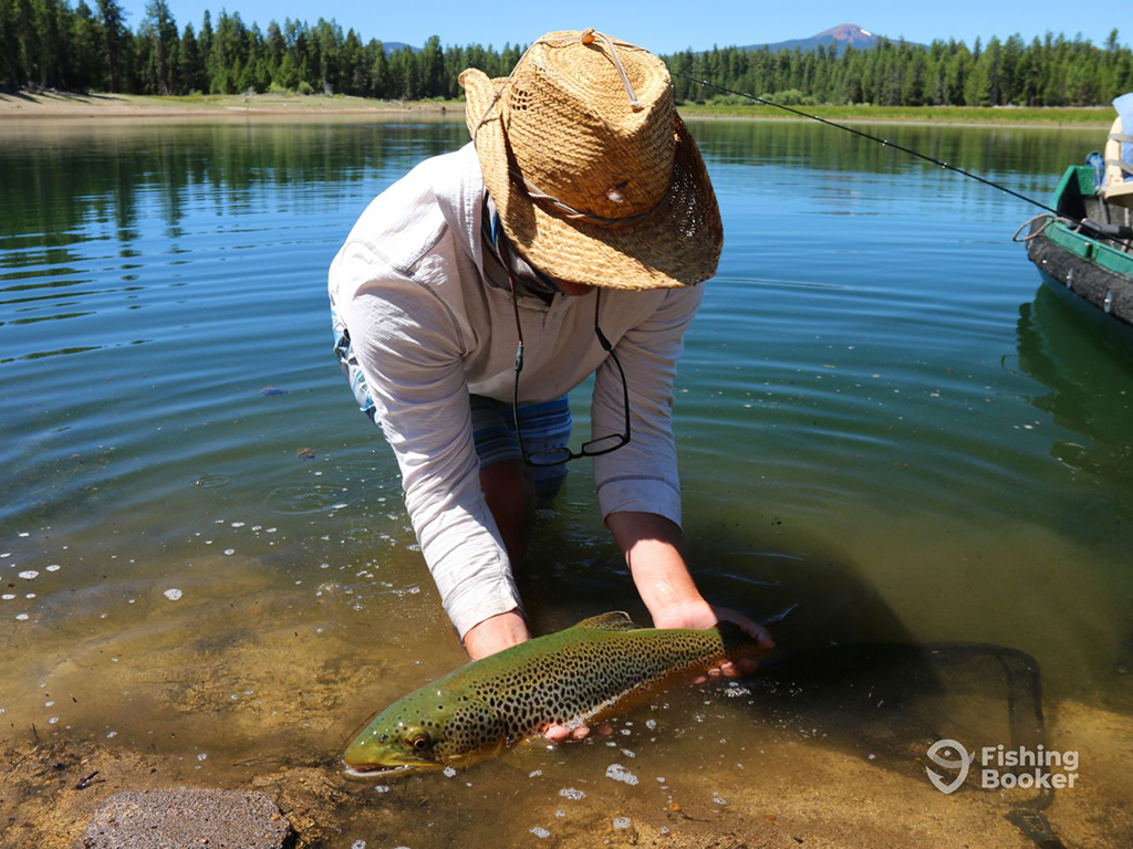 A person wearing a straw hat and white shirt holding a large Brown Trout partially submerged in a clear lake. They're surrounded by trees and Oregon's mountains in the background.