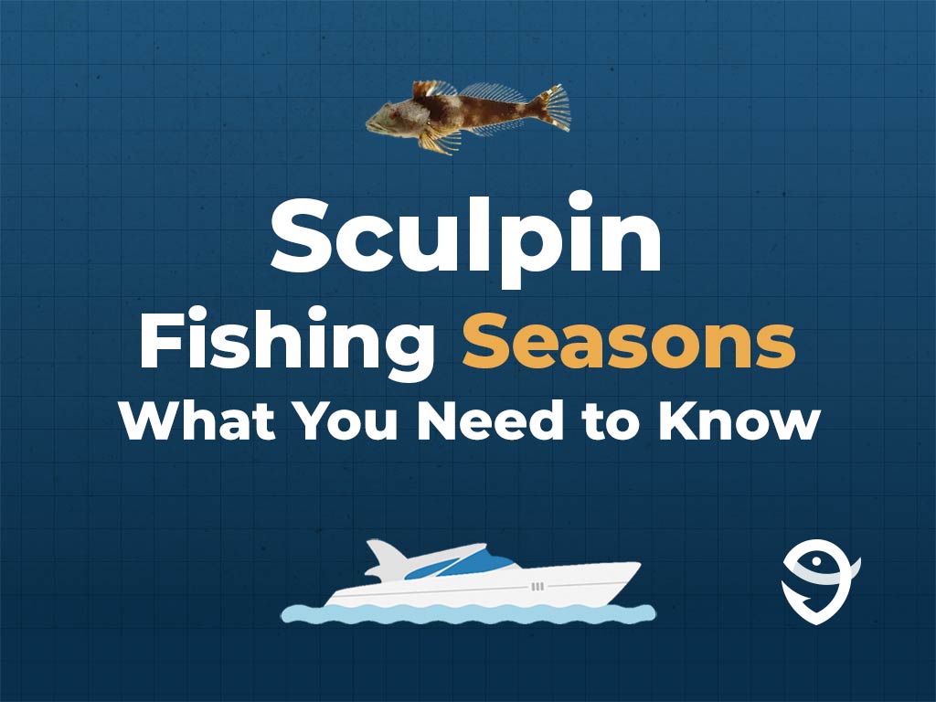 An infographic showing a vector of a Sculpin fish, along with text that says "Sculpin Fishing Seasons. What You Need to Know" against a dark blue background and above a vector of a boat and the FishingBooker logo.