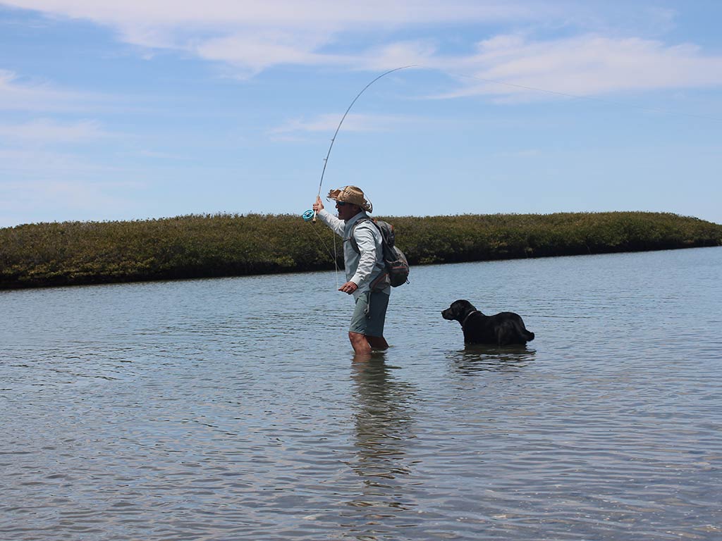 A person fly fishing in shallow water in Baja California, while a black dog stands nearby. There’s low vegetation in the background under a blue sky.