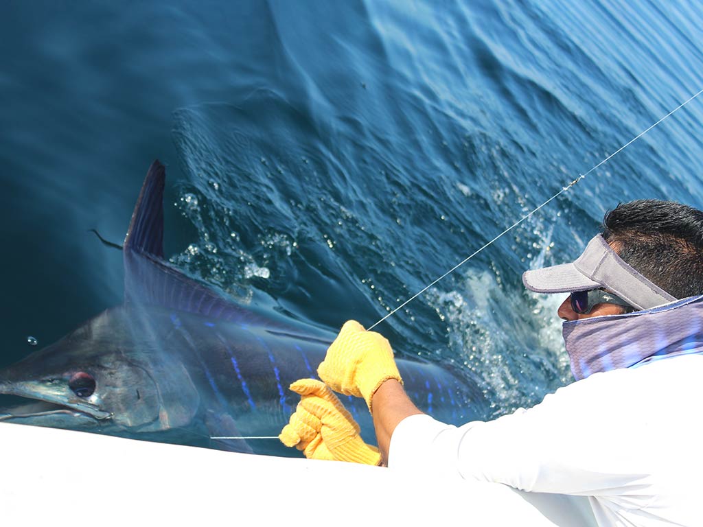 A person wearing yellow gloves and a visor holds a large Marlin alongside a boat in open water in Baja California on a sunny day.