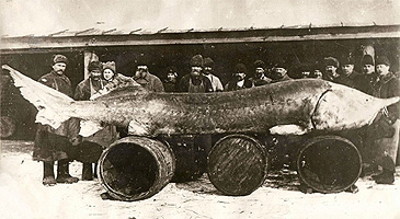A black-and-white photo of a group of people in winter clothing are standing behind a very large Beluga Sturgeon, displayed on top of three barrels in front of a wooden structure. The fish's impressive size suggests it weighs well over one thousand pounds and may stretch over 20 feet long.