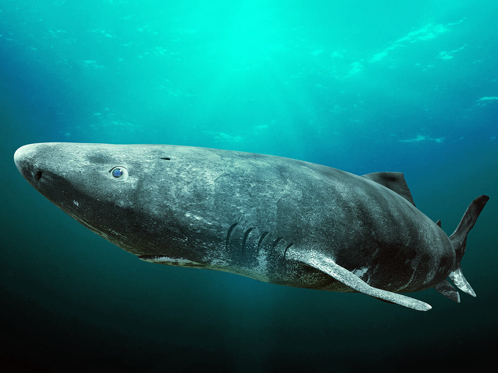 A Greenland Shark swims underwater in the ocean, illuminated by sunlight filtering through the water above, it's one of the longest living vertebrates on the planet, earning it an entry among the most interesting fishing facts.