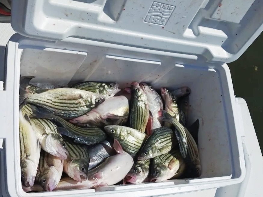 A white cooler sits with its lid propped open, filled with numerous Yellow Bass—likely freshly caught on a fishing trip. The shiny fish are piled atop one another, their distinct stripes gleaming in the light.
