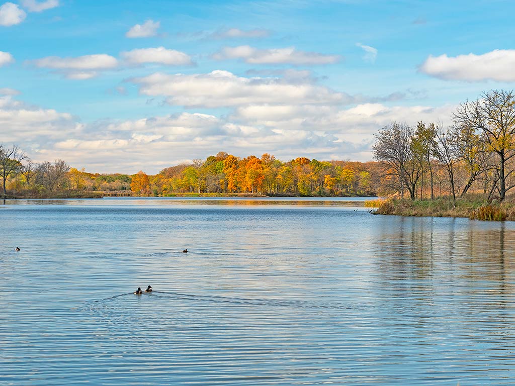 A calm lake with ducks swimming, bordered by trees with autumn foliage, is perfect for a relaxing day under a partly cloudy sky.