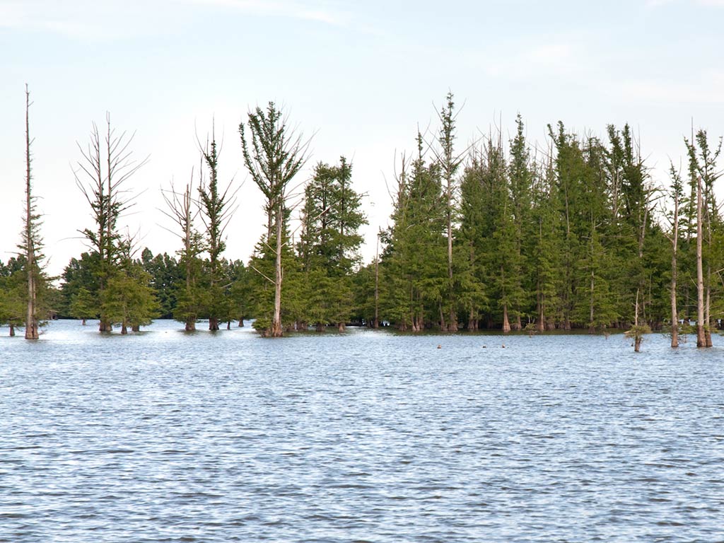 A grove of green and bare trees stands in shallow water under a clear sky. Ripples are visible on the water’s surface.