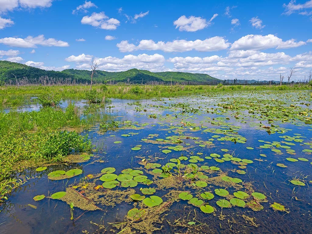 A wetland with lily pads and grasses in shallow water, ideal for Yellow Bass fishing, sits against distant green hills and a blue sky with scattered clouds.