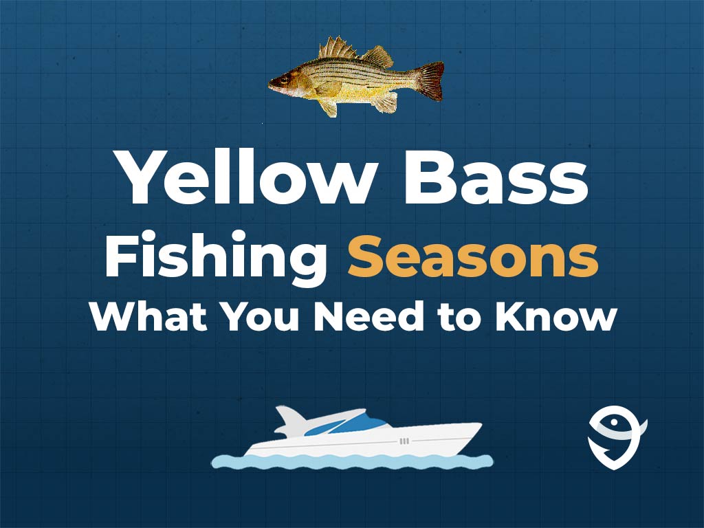 An infographic showing a vector of a Yellow Bass, along with text that says "Yellow Bass Fishing Seasons. What You Need to Know" against a dark blue background and above a vector of a boat and the FishingBooker logo.