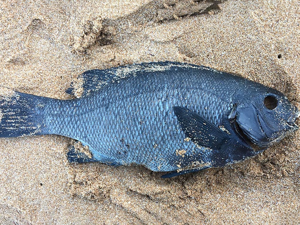 A dead Rock Blackfish lies on the sandy ground, partially covered with sand.