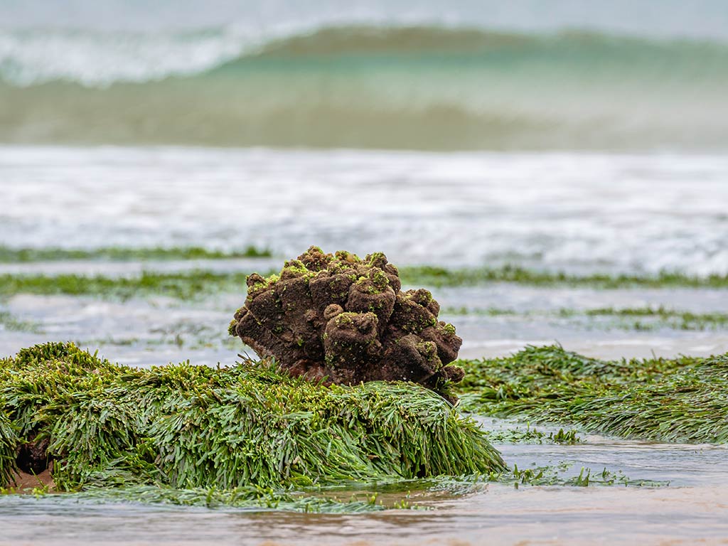 A cluster of green seaweed and a rock covered with algae sit in shallow water near the shore, with ocean waves in the background.
