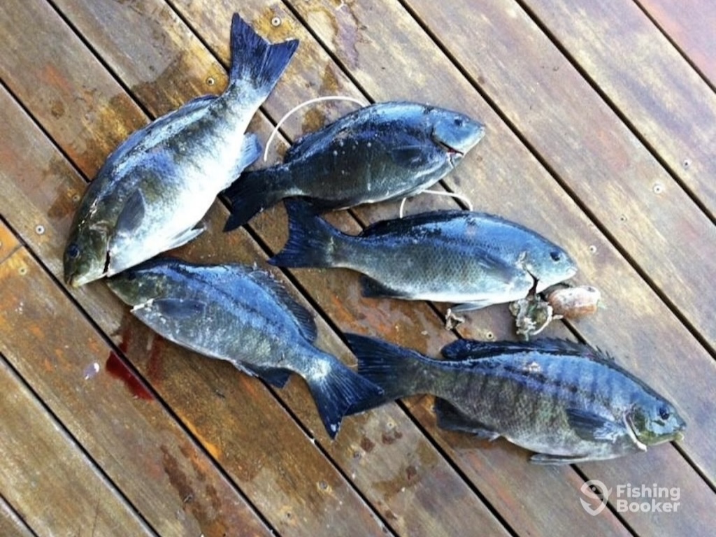 Five freshly caught Luderick fish are laid out on a wet wooden deck, with a small Crab visible beside them.