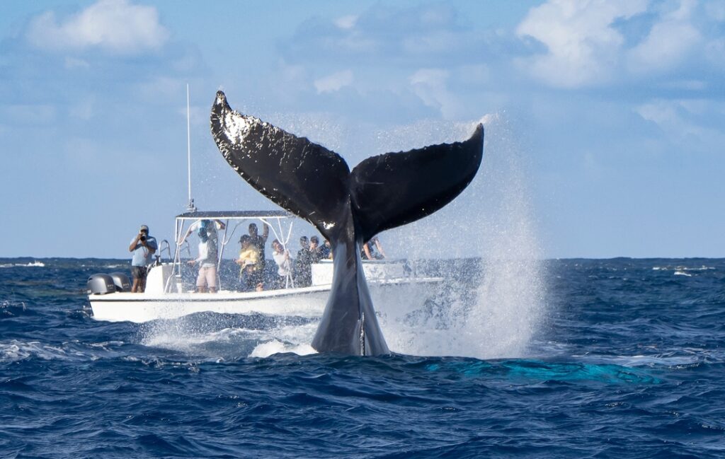 A group of people on a boat observe and photograph a Whale's tail as it breaches the surface of the ocean, splashing water.