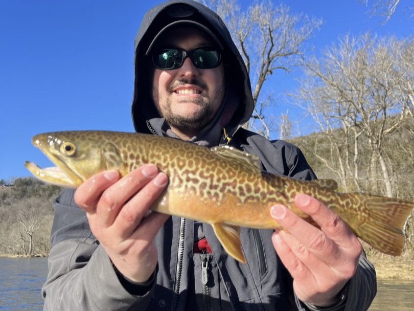A person wearing sunglasses and a hooded jacket holds a Tiger Trout with distinct patterns while trout fishing in Arkansas on a clear day. The background features leafless trees, highlighting the crisp weather.