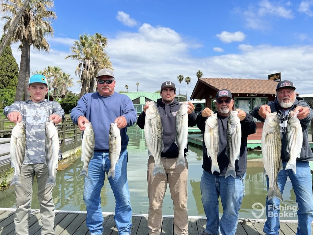 Four men are standing on a dock, each holding up two Striped Bass. There are palm trees and buildings in the background.