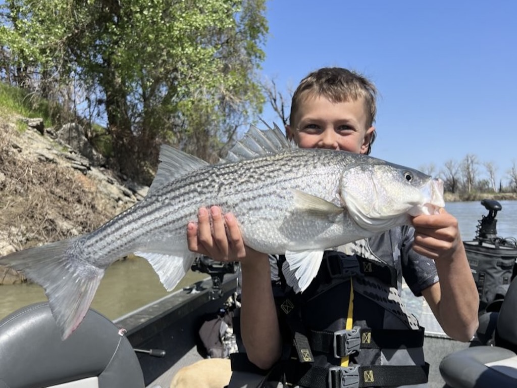 A boy in a life jacket holding a large Striped Bass on a boat on the Sacramento River, California, with trees and a riverbank visible in the background.