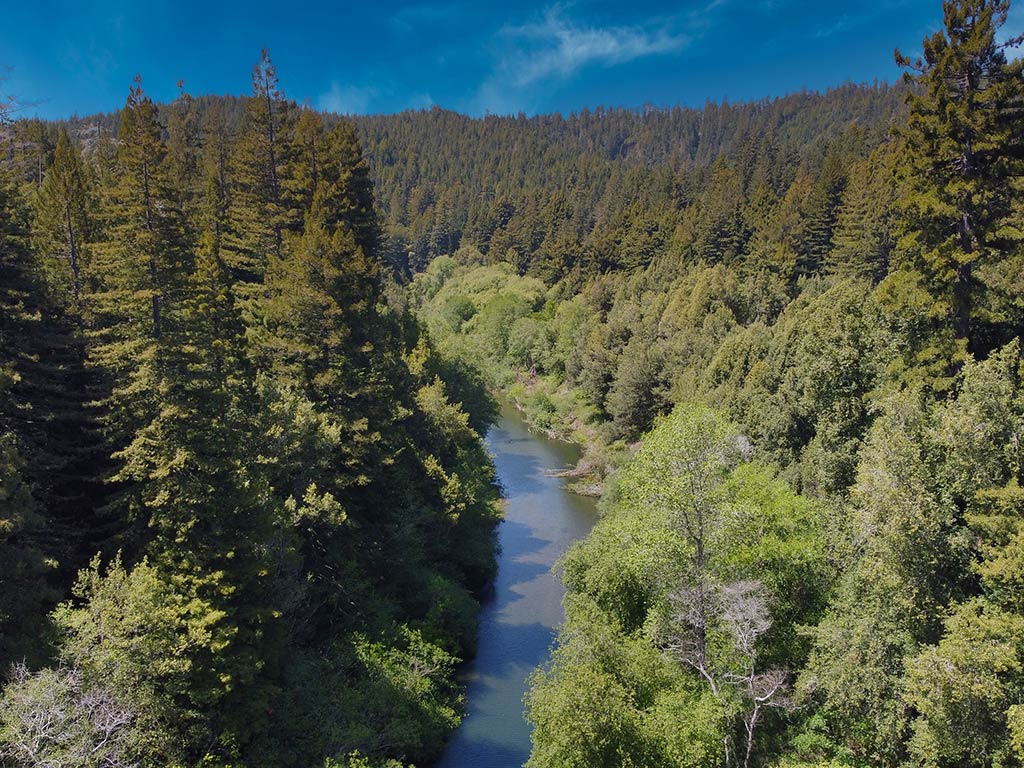 The American River in California flows through a dense forest of tall evergreen trees under a clear blue sky.
