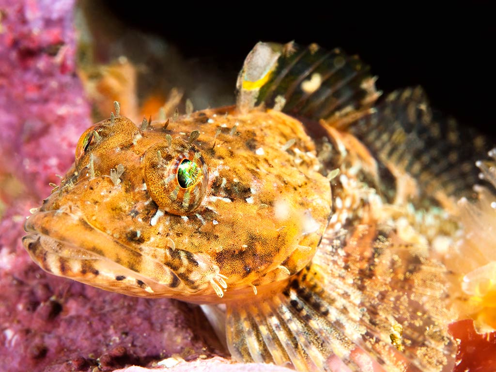 A close-up of a camouflaged Sculpin fish, with mottled brown and yellow patterns resting on a coral reef.