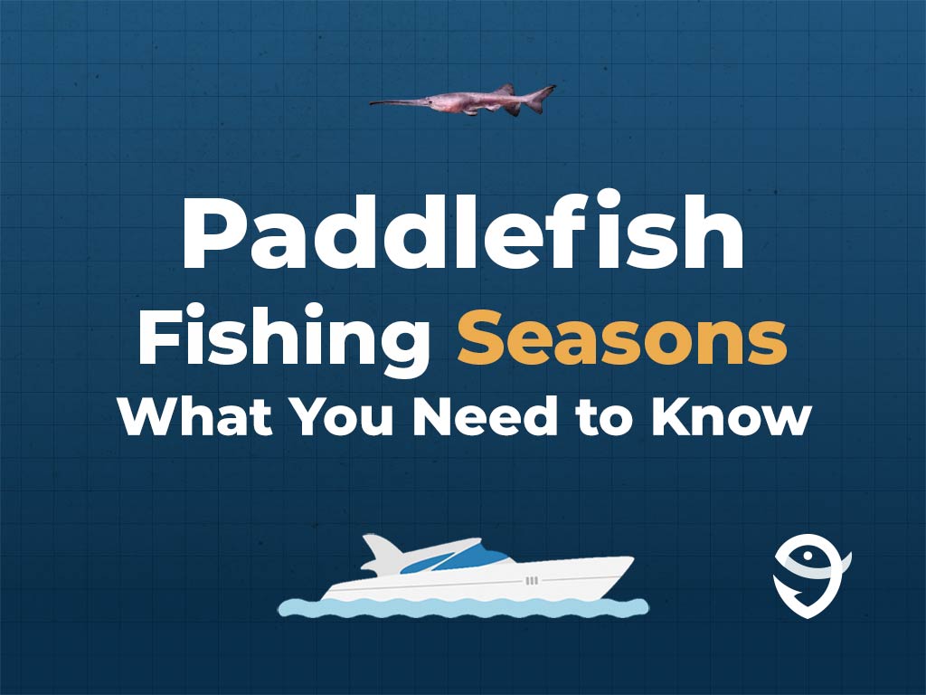 An infographic showing a vector of a Paddlefish, along with text that says "Paddlefish Fishing Seasons. What You Need to Know" against a dark blue background and above a vector of a boat and the FishingBooker logo.