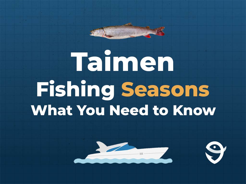 An infographic showing a vector of a Taimen, along with text that says "Taimen Fishing Seasons. What You Need to Know" against a dark blue background and above a vector of a boat and the FishingBooker logo.