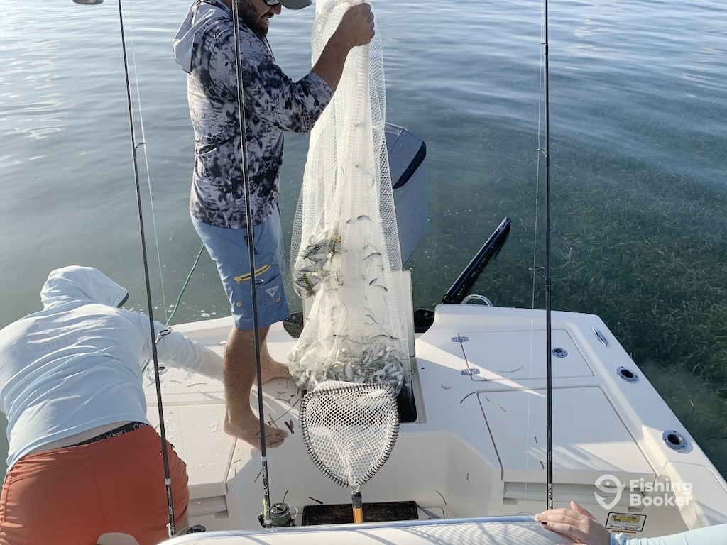 Two people on a boat empty a fishing net filled with small bait fish onto the deck over clear water.