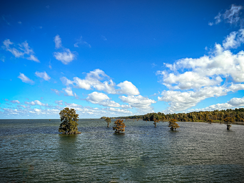 A view across the calm waters of Lake Moultrie towards some sunken trees on a clear day.