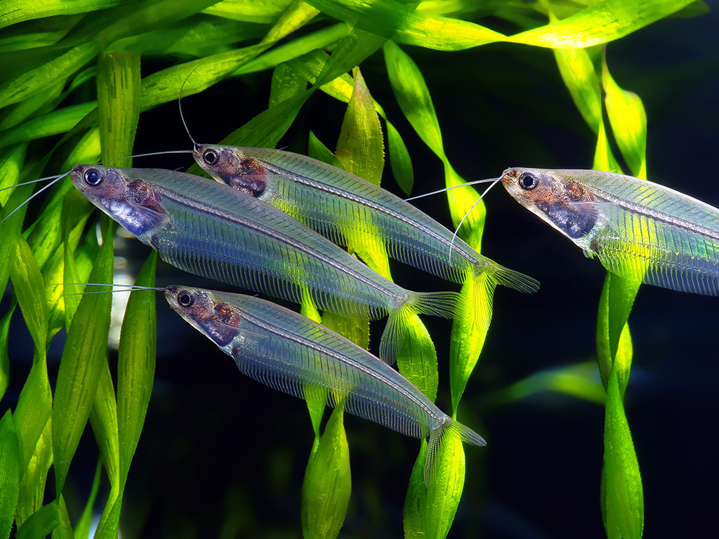 An underwater shot of a small school of Ghost Glass Catfish, which have transparent skin.