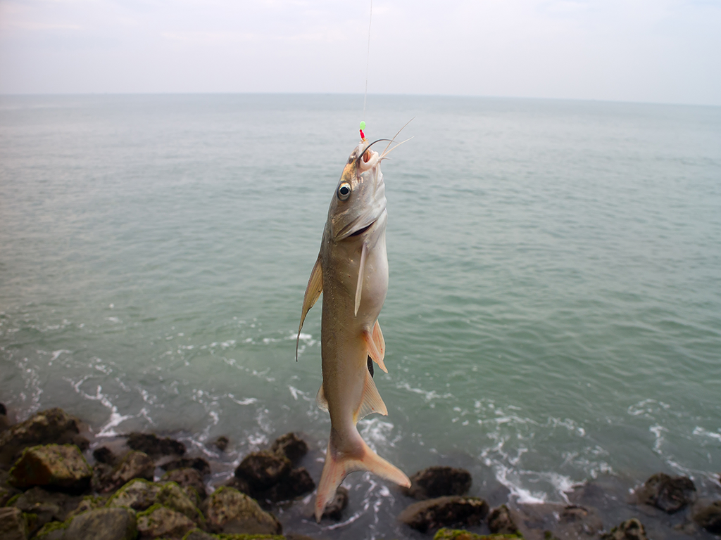 A Gafftopsail Catfish hanging from a fishing line next to a jetty in India on a cloudy day.