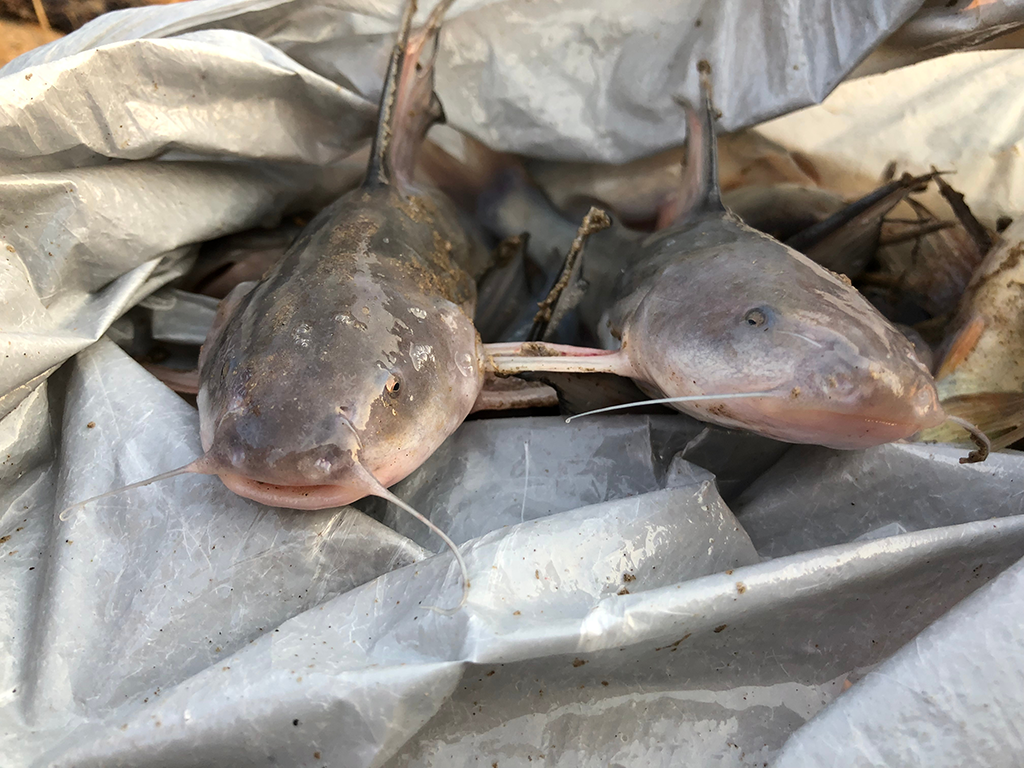 Two Hardhead Catfish in a bag, having been caught while commercial fishing.