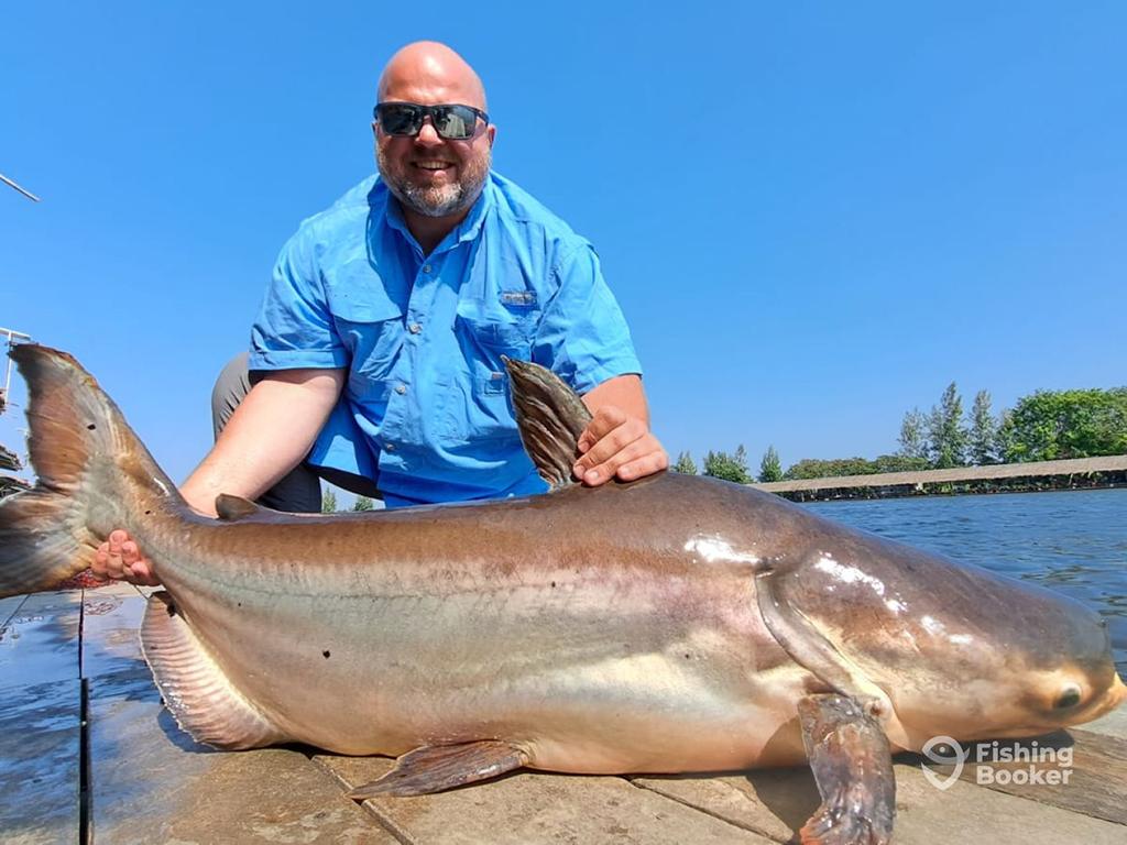 A man in a blue shirt poses behind a large Giant Mekong Catfish on a dock next to a fishing pond on a clear day.
